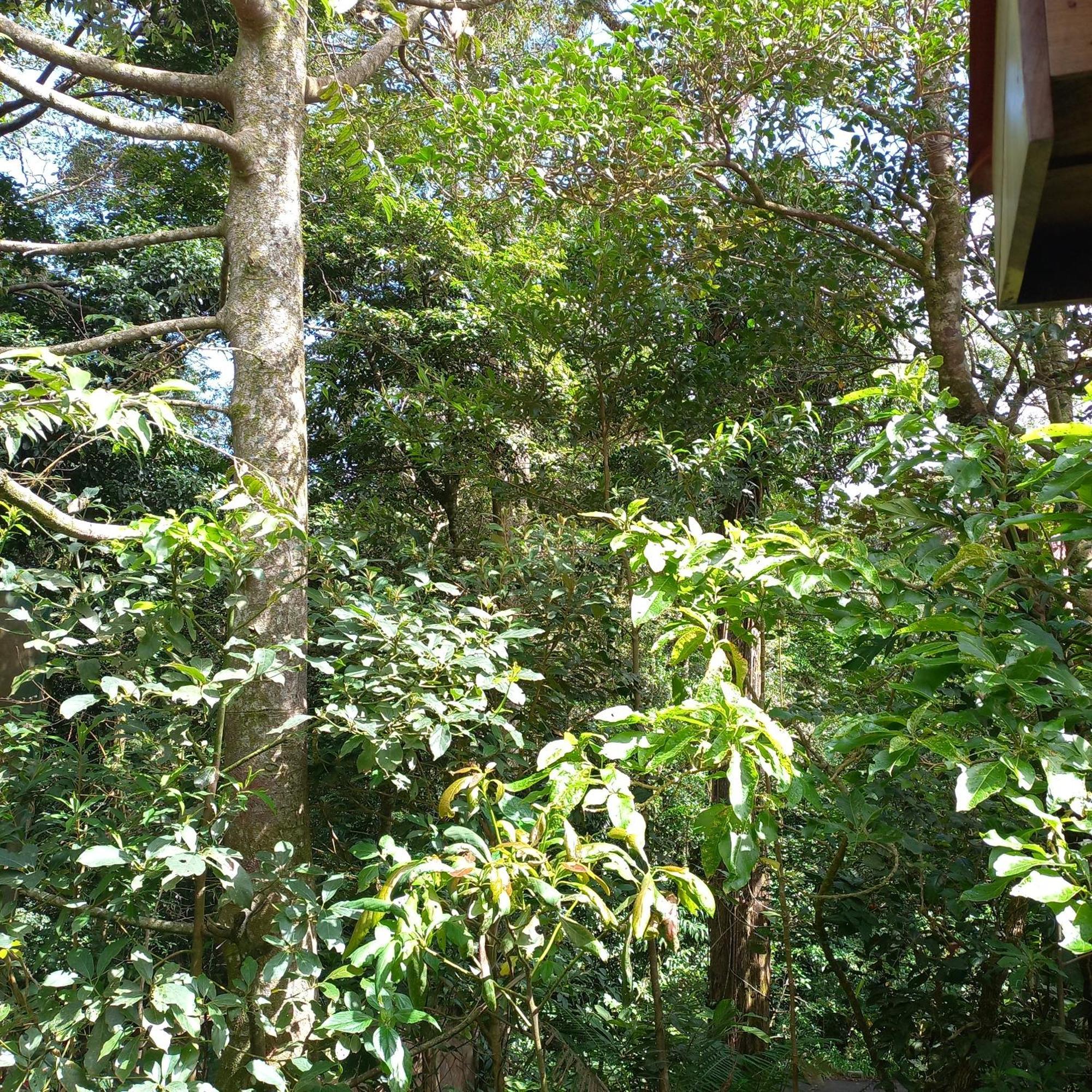 Monteverde Romantic Cottage Habitación foto